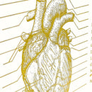 Metallic Foil Prints - Heart's Anatomy - Personalized - Medical Arts Foils Posters, Prints, & Visual Artwork Medical Arts